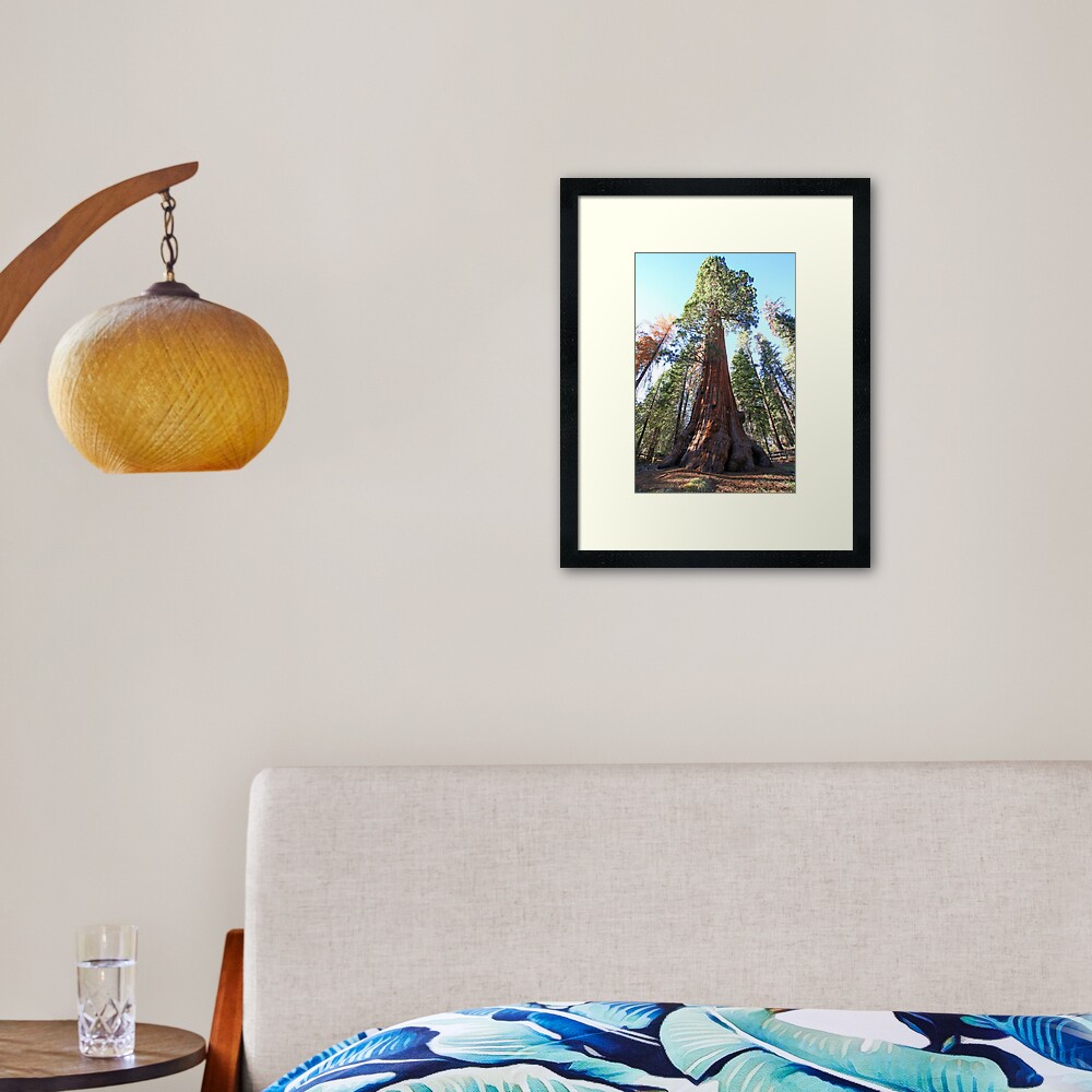 Giant Sequoia (Redwood) trees at Sequoia and Kings National Park, California, USA Framed Art Print