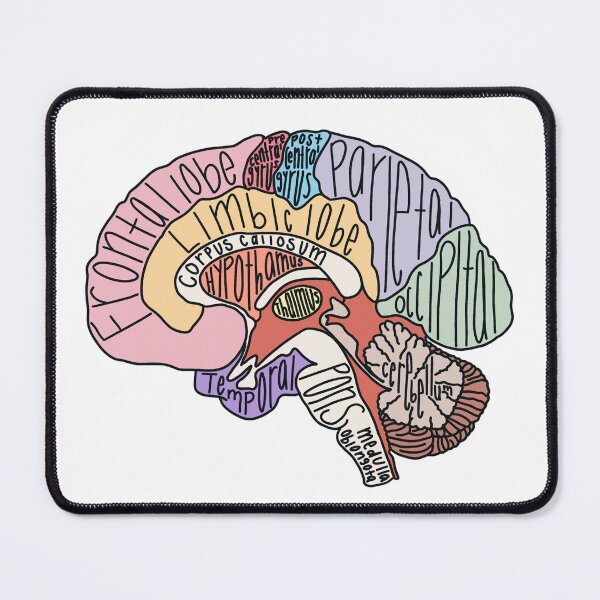 Item preview, Labeled Brain Anatomy designed and sold by Katherine Winner.