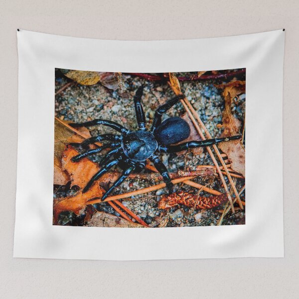 Item preview, spider photo with high resolution quality designed and sold by Allyouneed-2.