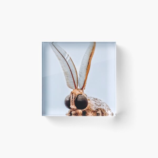 Item preview, Portrait of a moth designed and sold by jardsmacflards.
