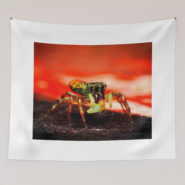 Item preview,  spider photo with high resolution quality designed and sold by Allyouneed-2.