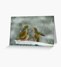 Well!!.. Somebody Ate It All!!.. Look At The Bowl, It's Empty!!! - Wax-Eye - NZ Greeting Card