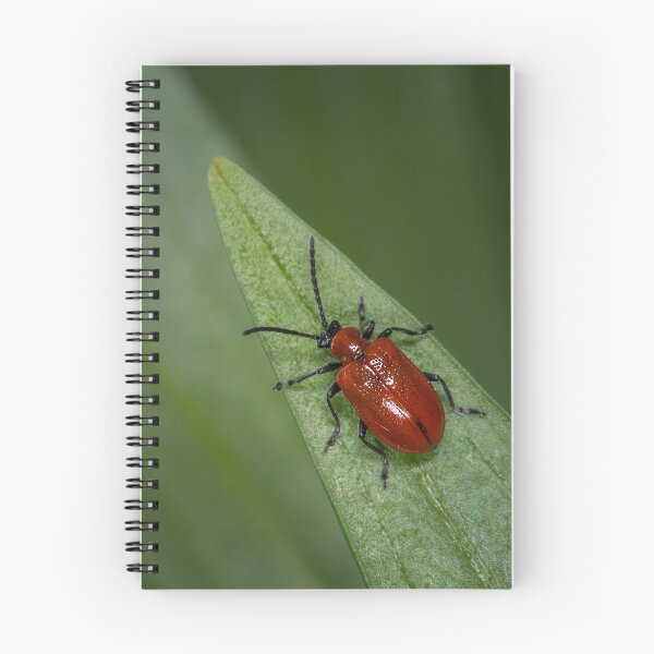 Item preview, Scarlet lily beetle sitting on a green leaf designed and sold by Stefan Rotter.