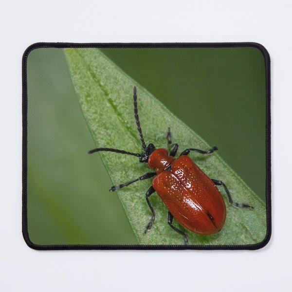 Item preview, Scarlet lily beetle sitting on a green leaf designed and sold by Stefan Rotter.