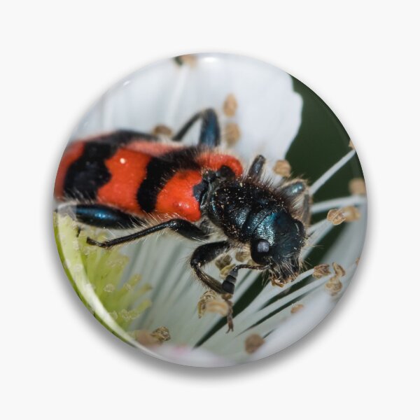 Item preview, Colorful checkered beetle sitting in a flower designed and sold by Stefan Rotter.