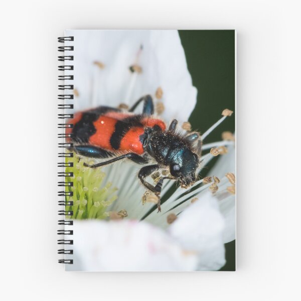 Item preview, Colorful checkered beetle sitting in a flower designed and sold by Stefan Rotter.