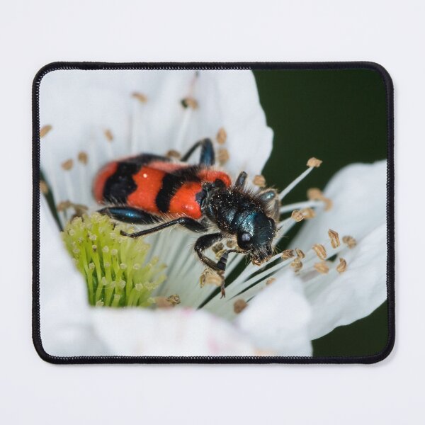Item preview, Colorful checkered beetle sitting in a flower designed and sold by Stefan Rotter.