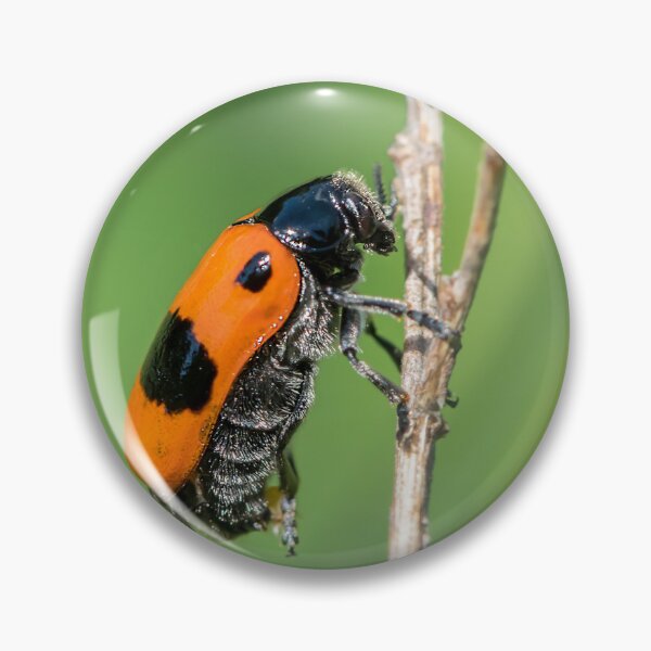 Item preview, A four-spotted leaf beetle designed and sold by Stefan Rotter.