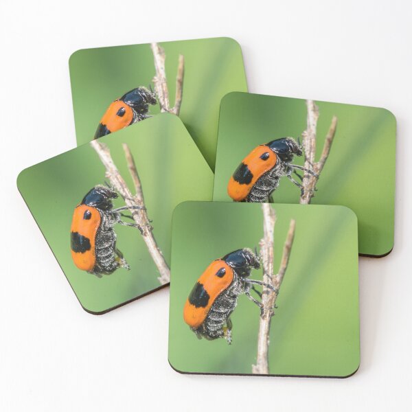 Item preview, A four-spotted leaf beetle designed and sold by Stefan Rotter.