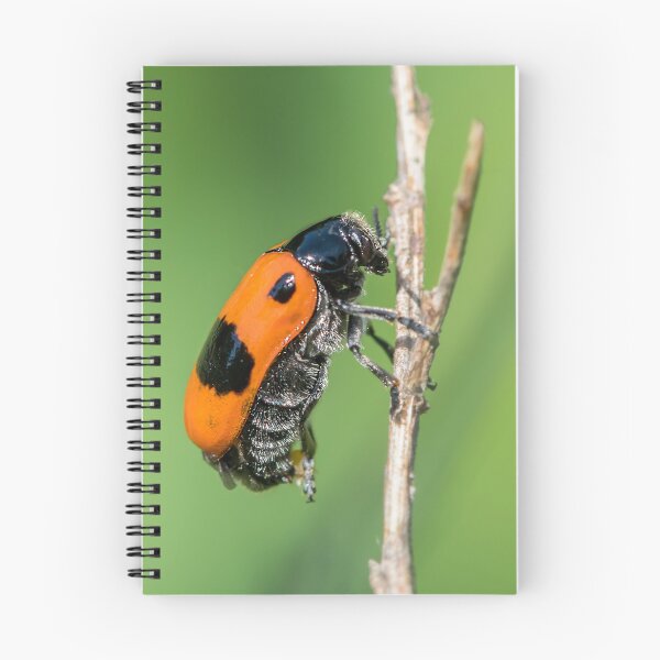 Item preview, A four-spotted leaf beetle designed and sold by Stefan Rotter.