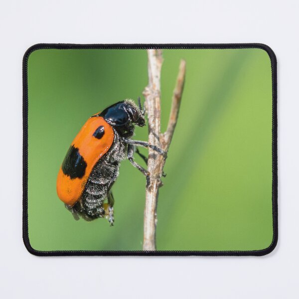 Item preview, A four-spotted leaf beetle designed and sold by Stefan Rotter.