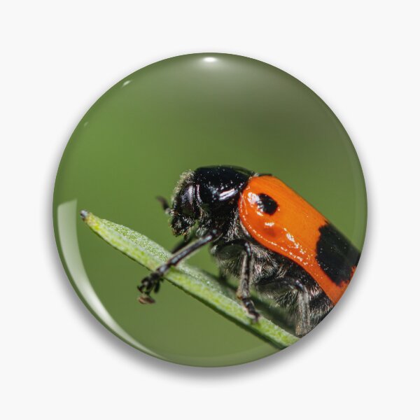 Item preview, A four-spotted leaf beetle on a green leaf designed and sold by Stefan Rotter.