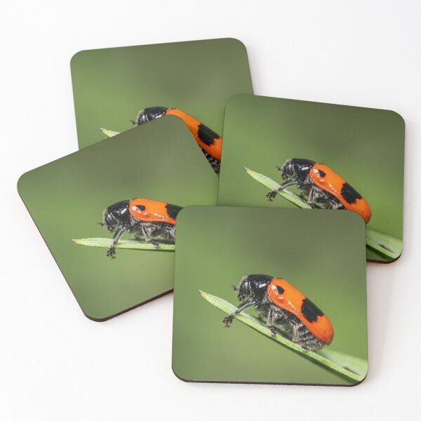 Item preview, A four-spotted leaf beetle on a green leaf designed and sold by Stefan Rotter.