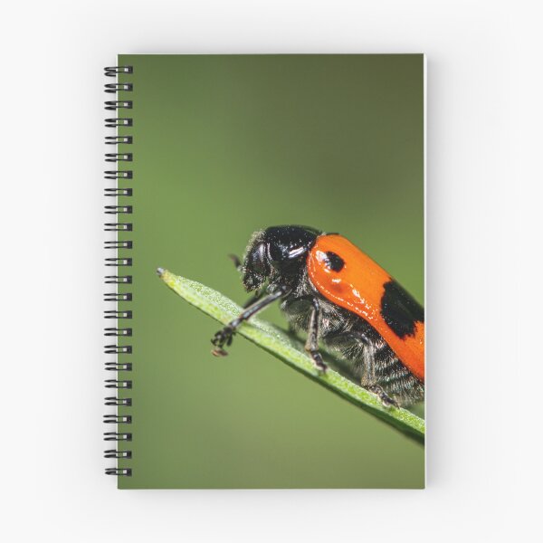 Item preview, A four-spotted leaf beetle on a green leaf designed and sold by Stefan Rotter.