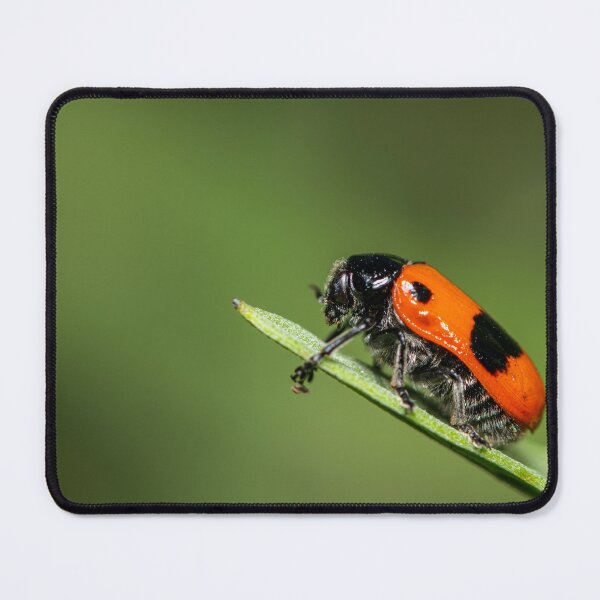 Item preview, A four-spotted leaf beetle on a green leaf designed and sold by Stefan Rotter.