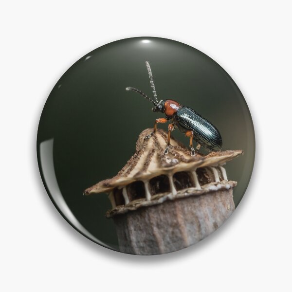 Item preview, A cereal leaf beetle sitting on a dry poppy capsule designed and sold by Stefan Rotter.