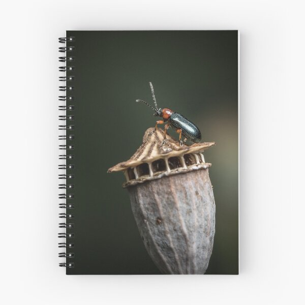 Item preview, A cereal leaf beetle sitting on a dry poppy capsule designed and sold by Stefan Rotter.