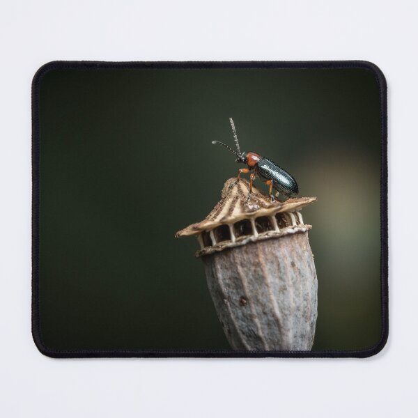 Item preview, A cereal leaf beetle sitting on a dry poppy capsule designed and sold by Stefan Rotter.