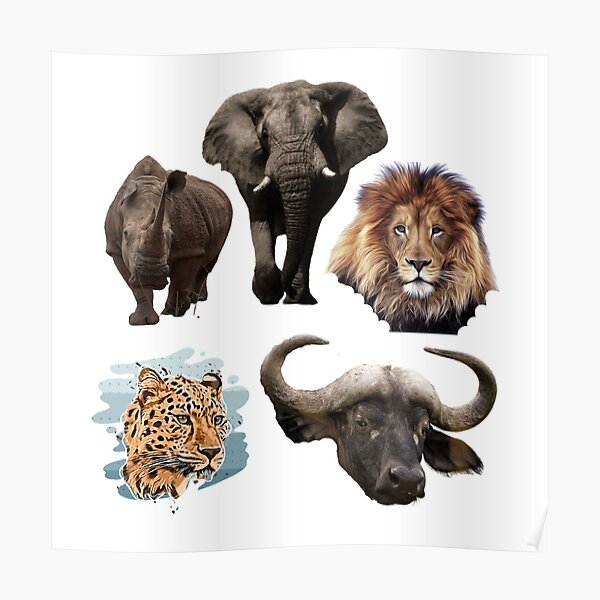 Big Five Animals Posters for Sale | Redbubble
