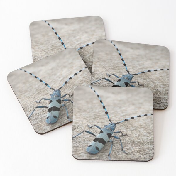Item preview, Female Alpine longhorn beetle on a beech tree designed and sold by Stefan Rotter.