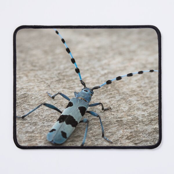 Item preview, Female Alpine longhorn beetle on a beech tree designed and sold by Stefan Rotter.