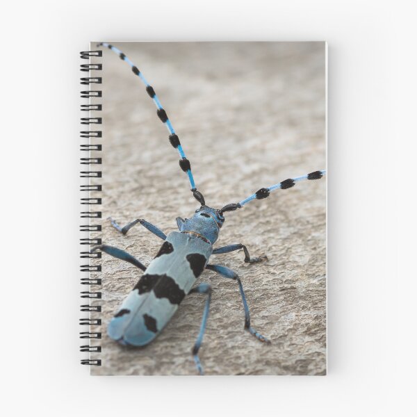 Item preview, Female Alpine longhorn beetle on a beech tree designed and sold by Stefan Rotter.