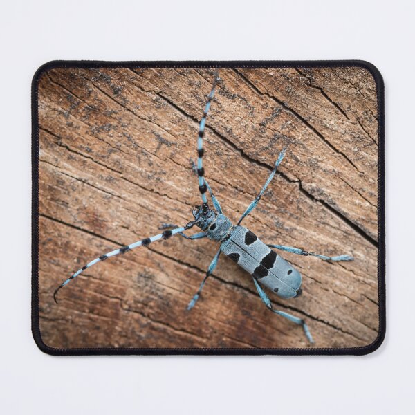 Item preview, Colorful Alpine longhorn beetle designed and sold by Stefan Rotter.