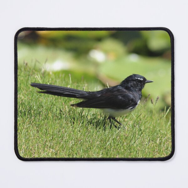 Item preview, Willy wagtail designed and sold by irened71.