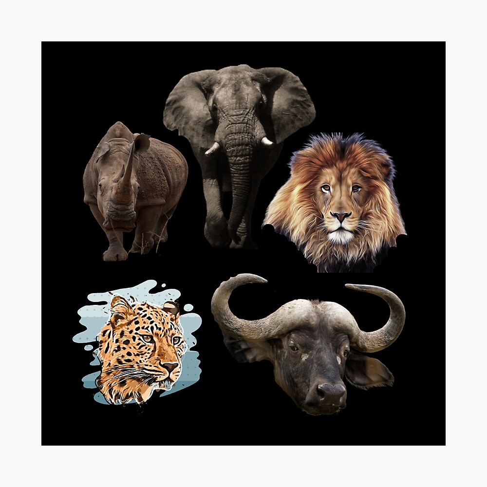 BIG Five of Africa,Animals,big five,elephan,gift,lion,rhino,animal lover, animal stickers,animal gift BIG Five of Africa,Animals,big five,elephan,gift,lion,rhino,animal lover, animal stickers,animal gift