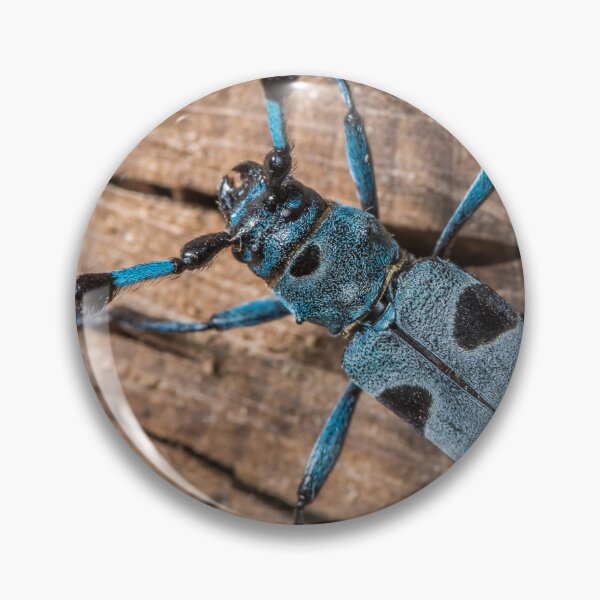Item preview, Colorful Alpine longhorn beetle designed and sold by Stefan Rotter.