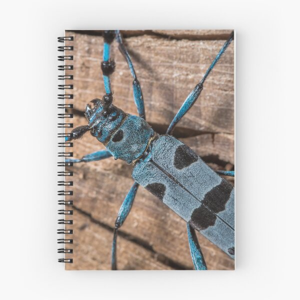 Item preview, Colorful Alpine longhorn beetle designed and sold by Stefan Rotter.