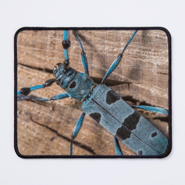 Item preview, Colorful Alpine longhorn beetle designed and sold by Stefan Rotter.