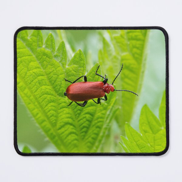 Item preview, A fire colored beetle sitting on a nettle designed and sold by Stefan Rotter.