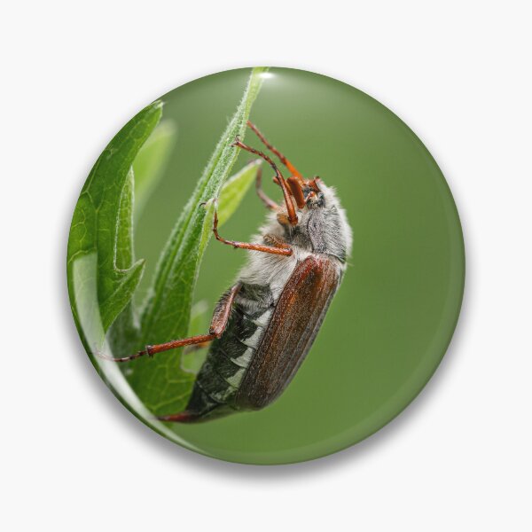 Item preview, A Maybug sitting on a green plant designed and sold by Stefan Rotter.