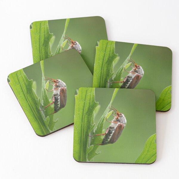 Item preview, A Maybug sitting on a green plant designed and sold by Stefan Rotter.