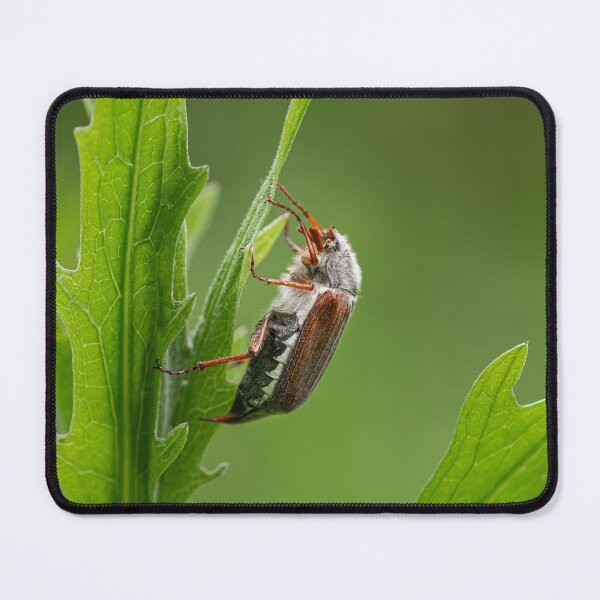 Item preview, A Maybug sitting on a green plant designed and sold by Stefan Rotter.