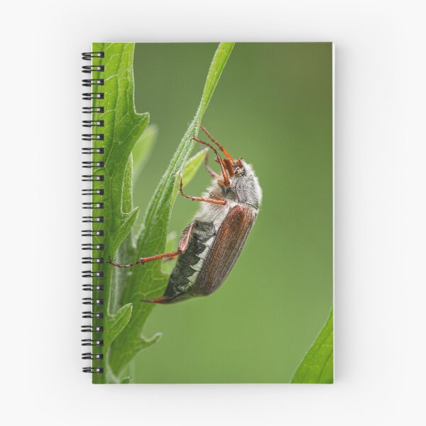 Item preview, A Maybug sitting on a green plant designed and sold by Stefan Rotter.