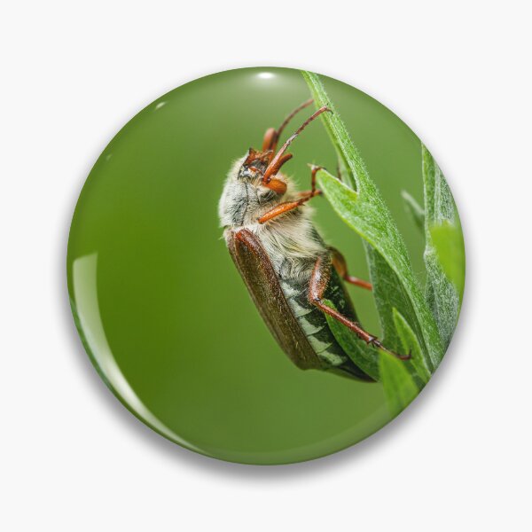 Item preview, A Maybug sitting on a green plant designed and sold by Stefan Rotter.