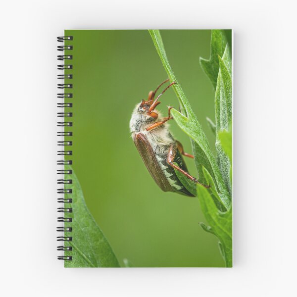 Item preview, A Maybug sitting on a green plant designed and sold by Stefan Rotter.
