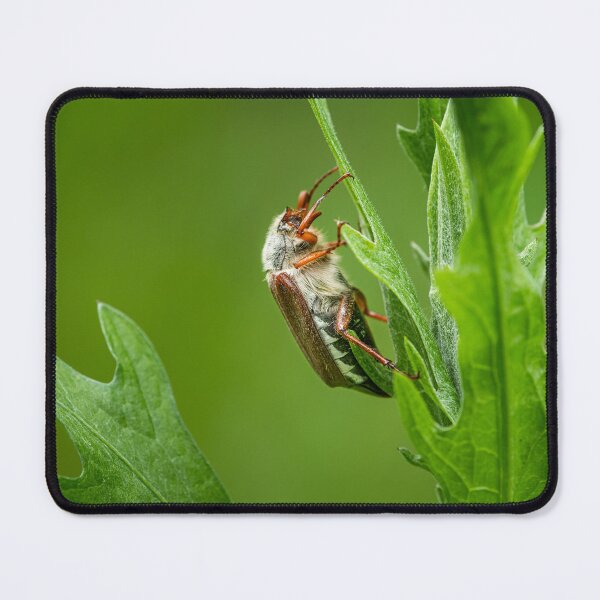 Item preview, A Maybug sitting on a green plant designed and sold by Stefan Rotter.