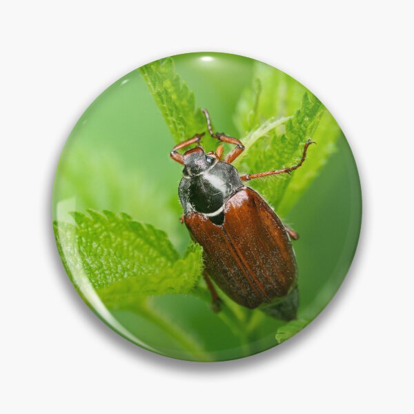 Item preview, A Maybug sitting on a green plant designed and sold by Stefan Rotter.