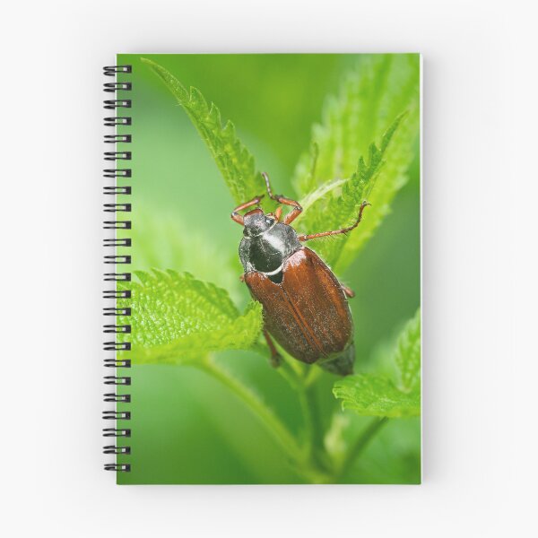 Item preview, A Maybug sitting on a green plant designed and sold by Stefan Rotter.