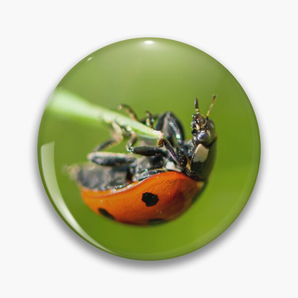 Item preview, A ladybird sitting on grass in a garden designed and sold by Stefan Rotter.