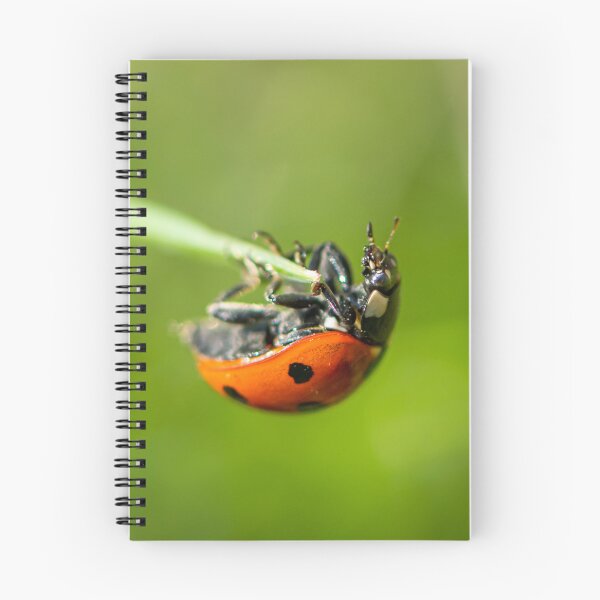 Item preview, A ladybird sitting on grass in a garden designed and sold by Stefan Rotter.