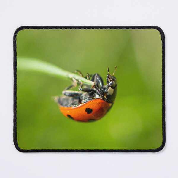 Item preview, A ladybird sitting on grass in a garden designed and sold by Stefan Rotter.