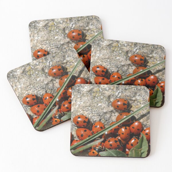 Item preview, A group of seven-spot ladybirds designed and sold by Stefan Rotter.