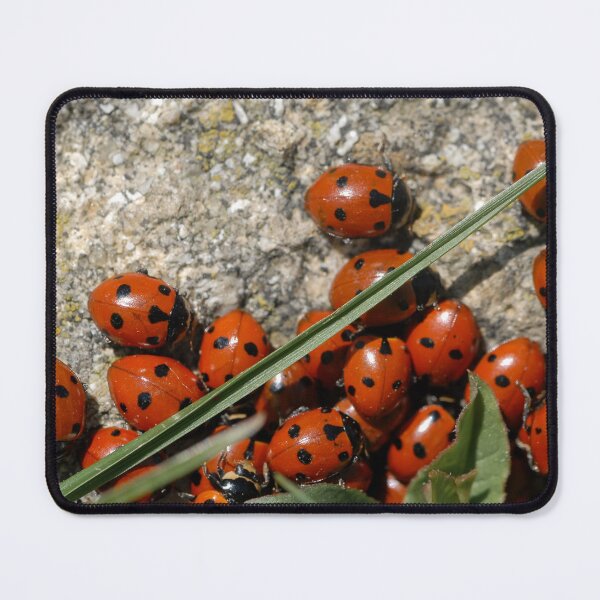 Item preview, A group of seven-spot ladybirds designed and sold by Stefan Rotter.