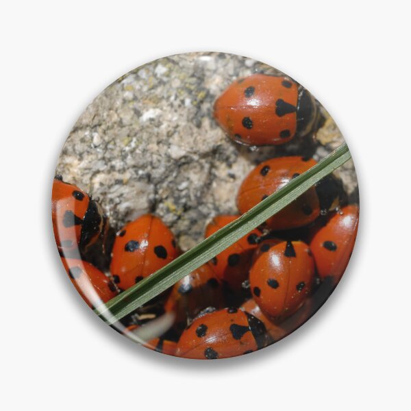 Item preview, A group of seven-spot ladybirds designed and sold by Stefan Rotter.