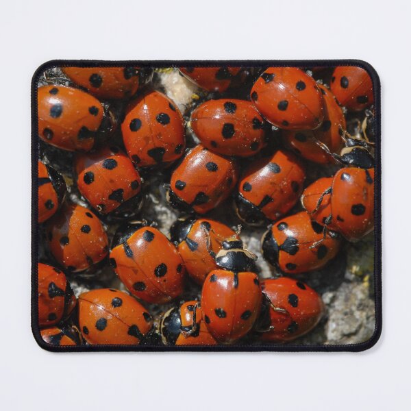 Item preview, A group of seven-spot ladybirds designed and sold by Stefan Rotter.