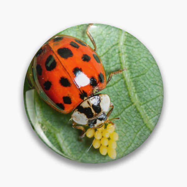 Item preview, An adult Asian ladybeetle sitting on a leaf with eggs designed and sold by Stefan Rotter.
